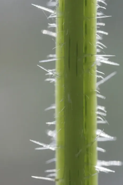 Framed Print : Stinging Nettle Stem showing stingers 2. 5 x magnification at 16mm x 24mm Bedfordshire, UK