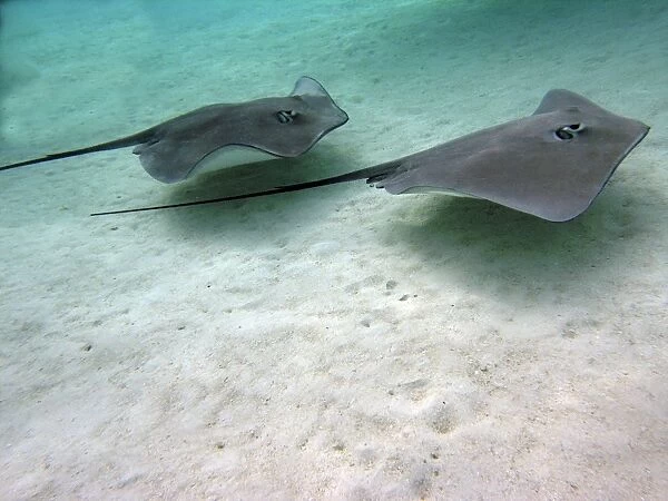 Stingrays - These large soft rays live on sand in the Moorea lagoon. They have become a tourist attraction. Moorea, French Polynesia