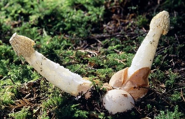 Stinkhorn Fungi