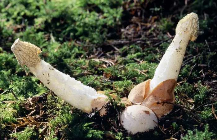 Framed Print : Stinkhorn Fungi Framed Print : Stinkhorn Fungi