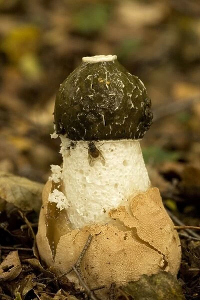 Stinkhorn fungus, young stage. New Forest