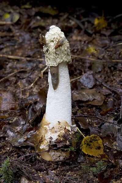 Stinkhorn. Habitat - buried rotting wood. The green slime which covers the cap attracts flies from large distances, and sticks to their legs, thus aiding dispersal of the spores. Nap Wood Nature Reserve, E. Sussex. UK