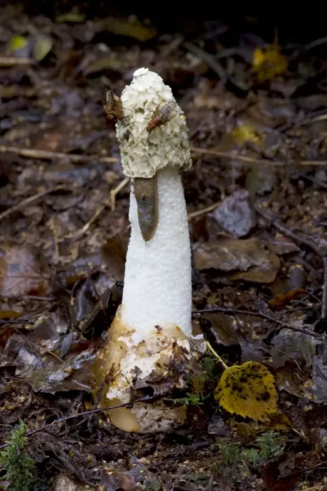 Framed Print : Stinkhorn. Habitat - buried rotting wood. The green slime which covers the cap attracts flies from large distances, and sticks to their legs, thus aiding dispersal of the spores. Nap Wood Nature Reserve, E. Sussex. UK