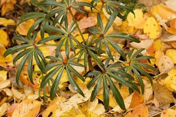 Stinking hellebore in autumn, with fallen cherry leaves