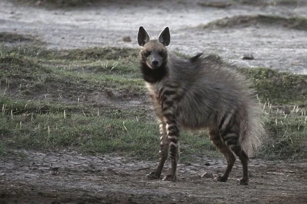 Stiped Hyena - with mating season coat - Ndutu area between Serengeti and Ngorongoro - Tanzania - Africa