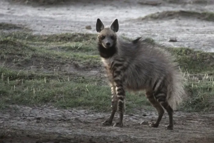 Framed Print : Stiped Hyena - with mating season coat - Ndutu area between Serengeti and Ngorongoro - Tanzania - Africa