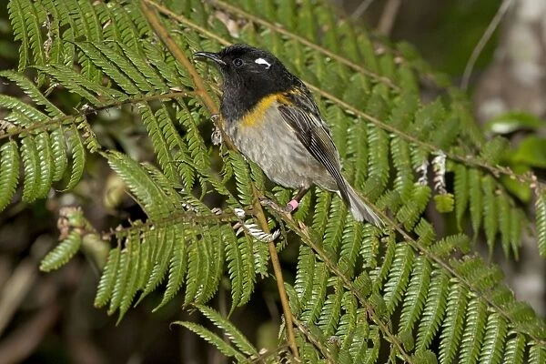 Stitchbird  /  Hihi - male - Tiritiri Matangi Island, Hauraki Gulf, New Zealand
