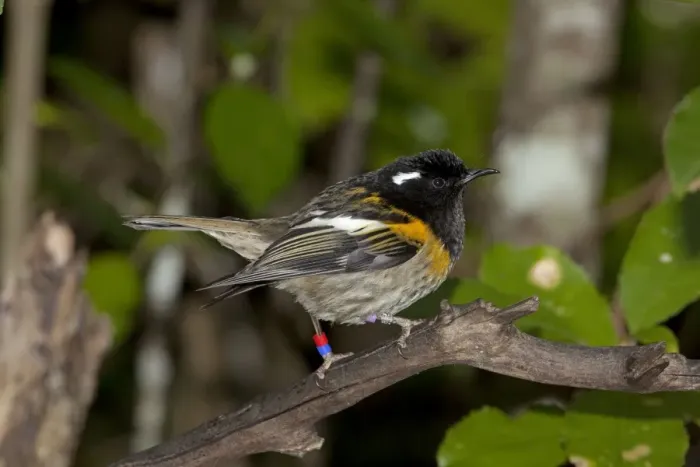 Framed Print : Stitchbird  /  Hihi - male - Tiritiri Matangi Island - Hauraki Gulf - New Zealand
