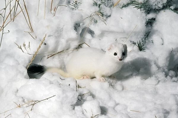 Stoat  /  Ermine  /  Short-tailed weasel - in snow - The stoat is known as Ermine during the winter when it has a white winter coat - Common throughout UK and Ireland - northern temperate parts of Eurasia and North America