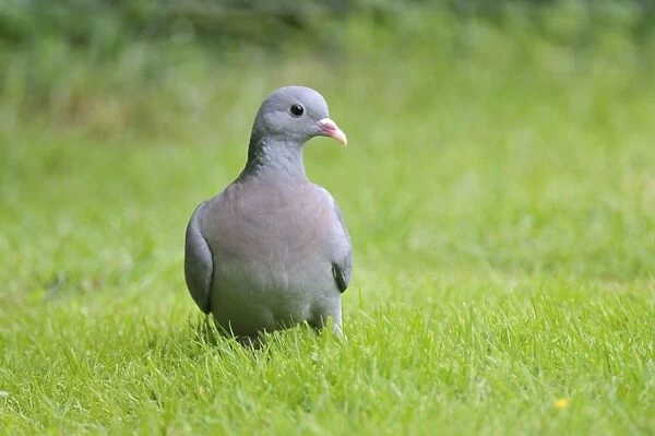 Stock Dove - on ground