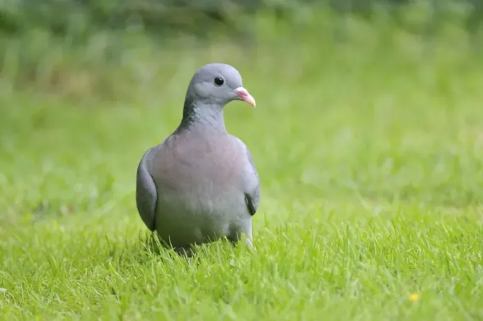 Framed Print : Stock Dove - on ground Framed Print : Stock Dove - on ground