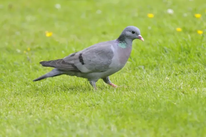 Framed Print : Stock Dove - on ground Framed Print : Stock Dove - on ground
