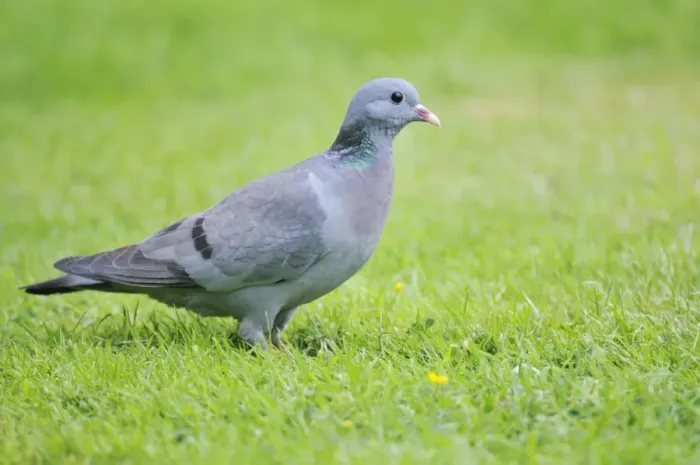 Framed Print : Stock Dove - on ground Framed Print : Stock Dove - on ground