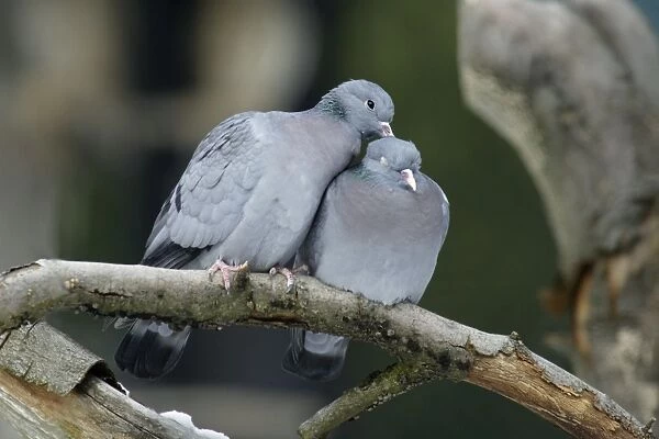 Stock Dove - male and female preening each other, courtship display Bavaria, Germany