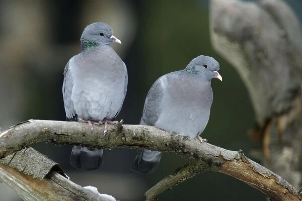 Stock Dove - male and female sitting on branch Bavaria, Germany