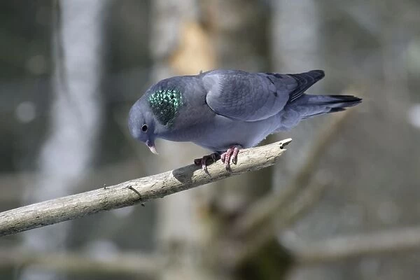 Stock Dove - male sitting on branch crooning, in snow, coutship display Bavaria, Germany
