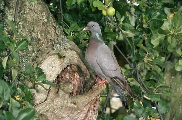 Stock Dove - at nest site