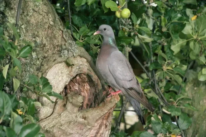 Framed Print : Stock Dove - at nest site Framed Print : Stock Dove - at nest site