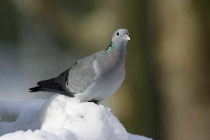 Framed Print : Stock Dove - siiting on ground in snow, winter Bavaria, Germany Framed Print : Stock Dove - siiting on ground in snow, winter Bavaria, Germany