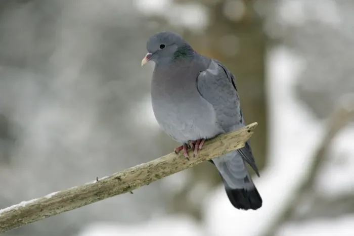Framed Print : Stock Dove - sitting on branch in snow, winter Bavaria, Germany Framed Print : Stock Dove - sitting on branch in snow, winter Bavaria, Germany