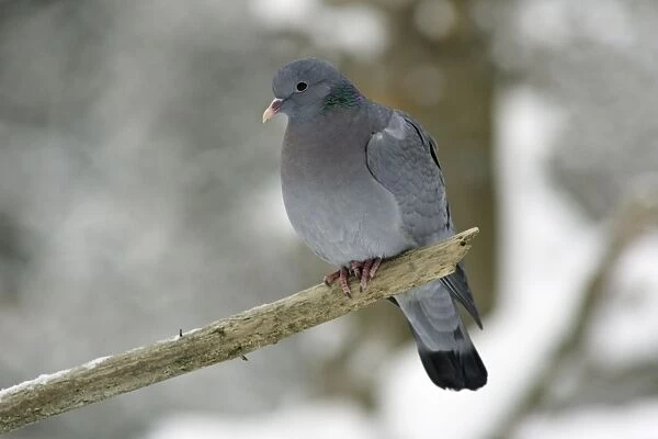 Stock Dove - sitting on branch in snow, winter Bavaria, Germany