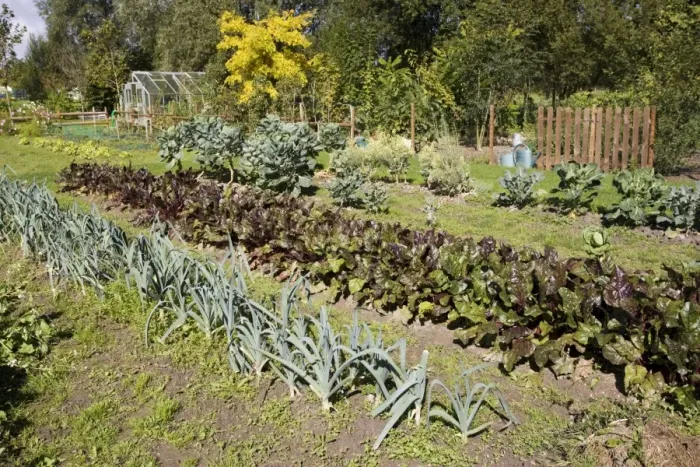 Framed Print : Well stocked French vegetable garden Normandy France