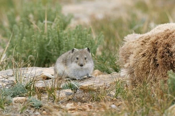 Stoliczka's Mountain Vole - Tso Kar basin, Ladakh Changthang, J&K, India by bharal (blue sheep) pelt from which it was collecting hair