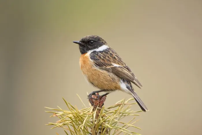 Framed Print : Stonchat - male perched on top of a young conifer tree - May - Cannock Chase - Staffordshire - England Framed Print : Stonchat - male perched on top of a young conifer tree - May - Cannock Chase - Staffordshire - England