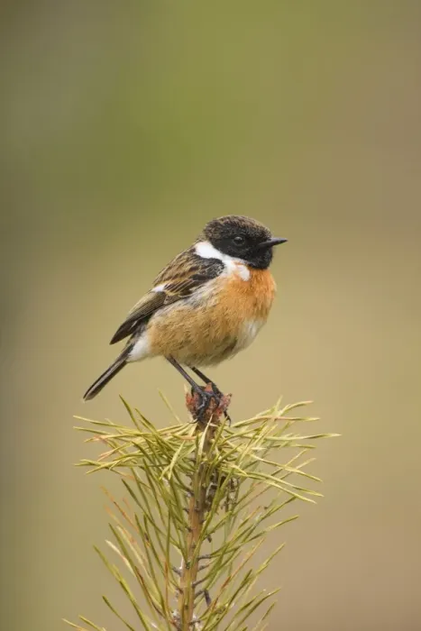 Framed Print : Stonchat - male perched on top of a young conifer tree - May - Cannock Chase - Staffordshire - England Framed Print : Stonchat - male perched on top of a young conifer tree - May - Cannock Chase - Staffordshire - England