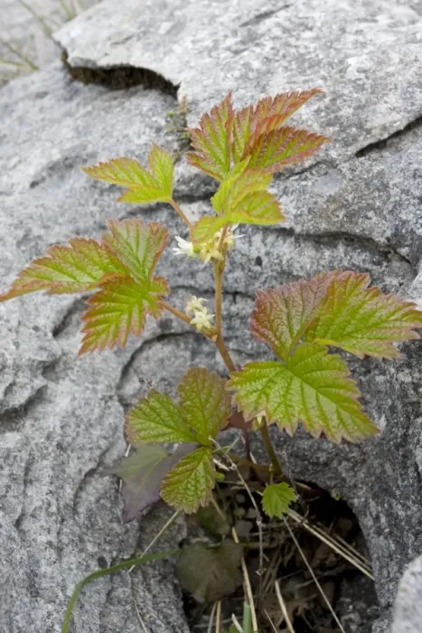 Framed Print : Stone Bramble - in limestone pavement, the Burren, Eire Framed Print : Stone Bramble - in limestone pavement, the Burren, Eire