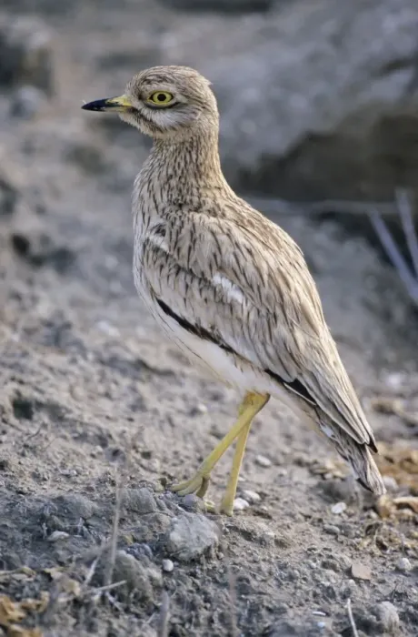 Framed Print : Stone Curlew Framed Print : Stone Curlew