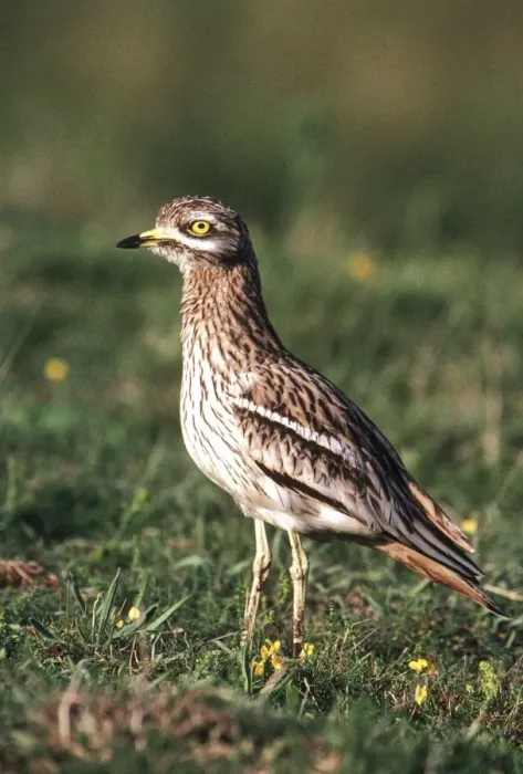 Framed Print : Stone Curlew Burhinus oedicnemus Framed Print : Stone Curlew Burhinus oedicnemus