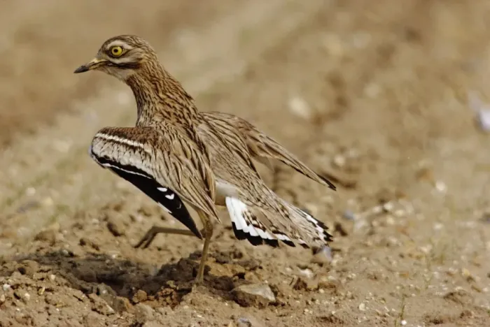 Framed Print : Stone Curlew CK 450 Displaying Burhinus oedicnemus © C. R. Knights  /  ardea. com