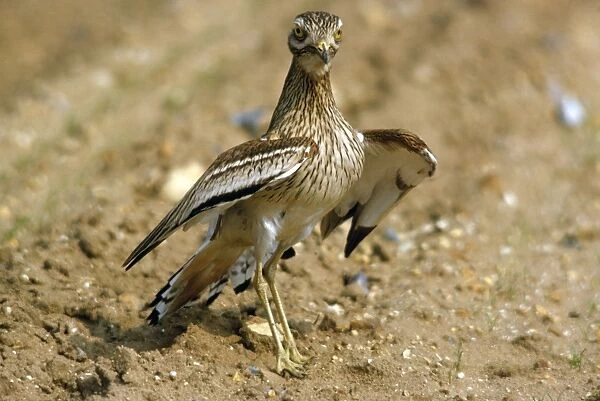 Stone Curlew - display