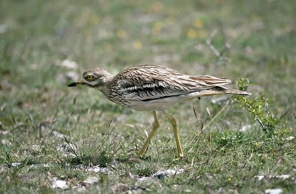 Stone Curlew - France