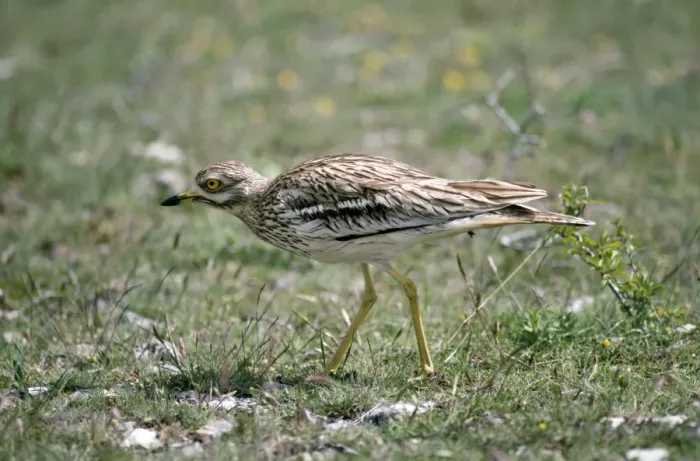 Framed Print : Stone Curlew - France Framed Print : Stone Curlew - France
