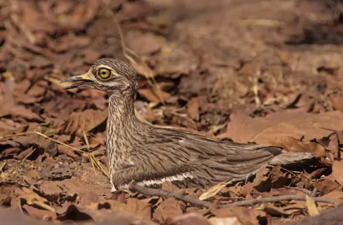 Framed Print : Stone Curlew - at nest, Bandhavgarh National Park, India Framed Print : Stone Curlew - at nest, Bandhavgarh National Park, India