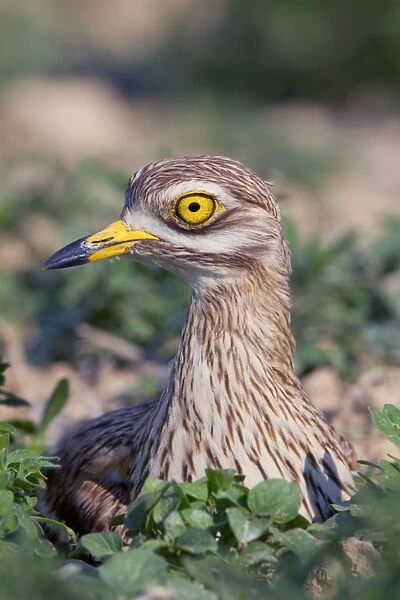 Stone Curlew - at nest - Spain
