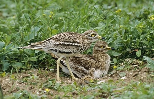 Stone Curlew - pair & chick