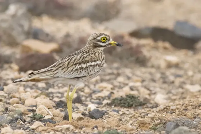 Framed Print : Stone Curlew ssp. insularum - in typical habitat - Fuerteventura - Canary Islands Framed Print : Stone Curlew ssp. insularum - in typical habitat - Fuerteventura - Canary Islands