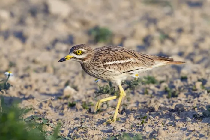 Framed Print : Stone Curlew - walking - Spain Framed Print : Stone Curlew - walking - Spain