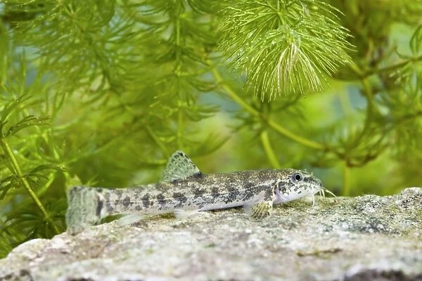 Stone Loach - underwater photo of single fish resting on top of a stone - Wiltshire - England - UK