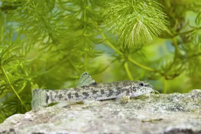 Framed Print : Stone Loach - underwater photo of single fish resting on top of a stone - Wiltshire - England - UK Framed Print : Stone Loach - underwater photo of single fish resting on top of a stone - Wiltshire - England - UK