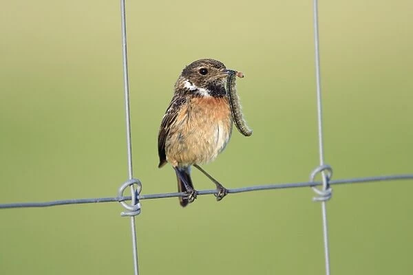 Stonechat - female, on fence with caterpillar in beak, Texel, Holland