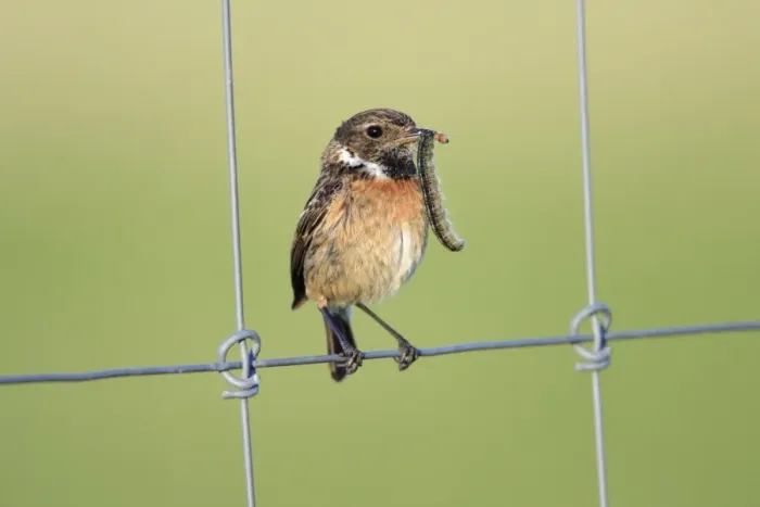 Framed Print : Stonechat - female, on fence with caterpillar in beak, Texel, Holland Framed Print : Stonechat - female, on fence with caterpillar in beak, Texel, Holland