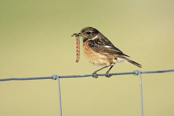 Stonechat - female, on fence with caterpillar in beak, Texel, Holland