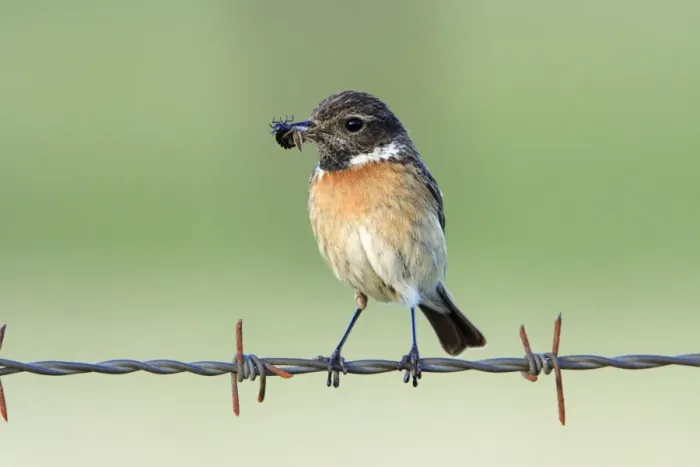 Framed Print : Stonechat - female, on fence with food in beak, Texel, Holland Framed Print : Stonechat - female, on fence with food in beak, Texel, Holland
