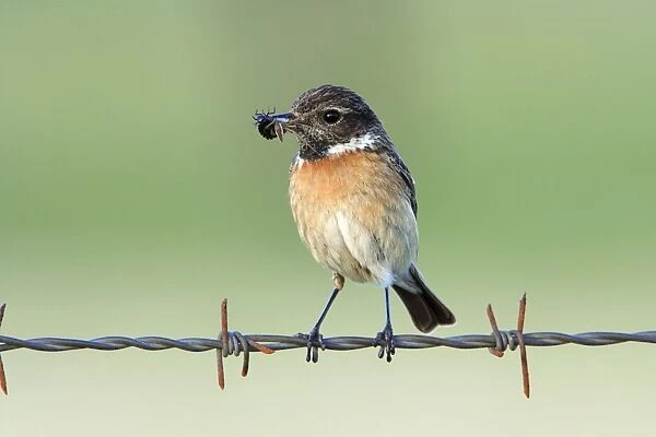Stonechat - female, on fence with food in beak, Texel, Holland
