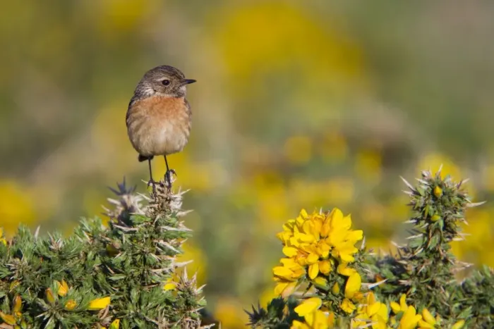 Framed Print : Stonechat - female on gorse - Cornwall - UK Framed Print : Stonechat - female on gorse - Cornwall - UK