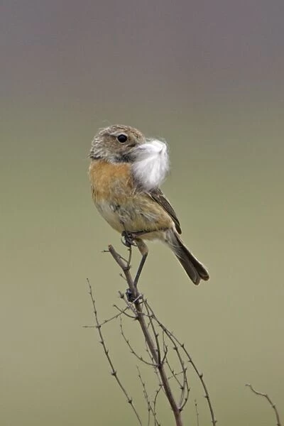 Stonechat- female with nest material in bill, Lower Saxony, Germany